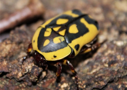 pachnoda sinurata flaviventris 10 L3-Larven