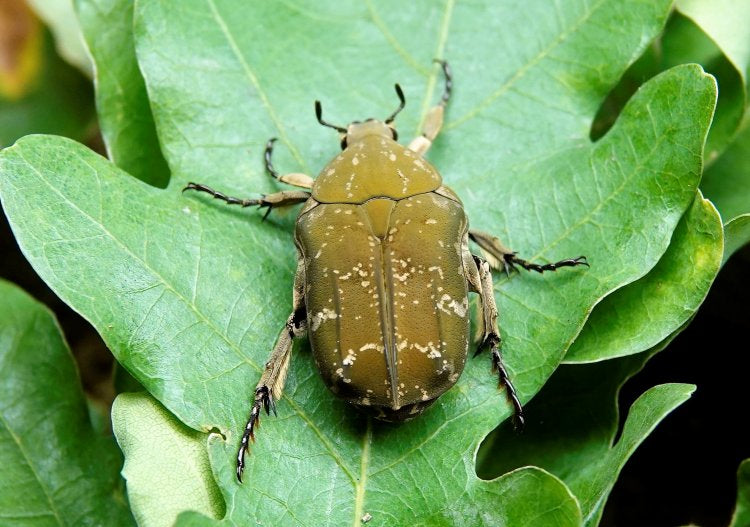 Protaetia culta culta 10 L3-Larven