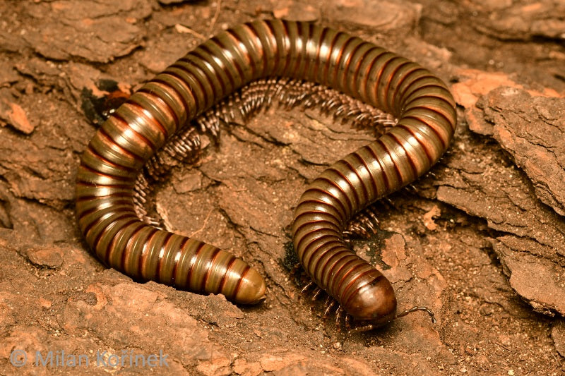 telodeinopus aoutii 3 Jungtiere