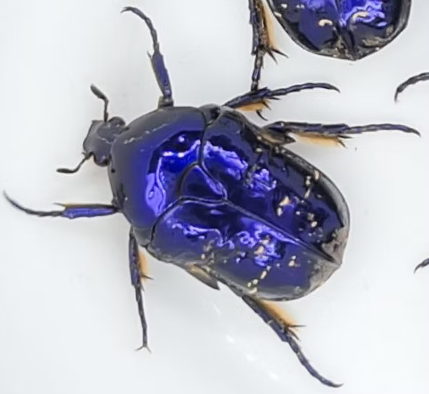 Protaetia elegans 10 L3-Larven