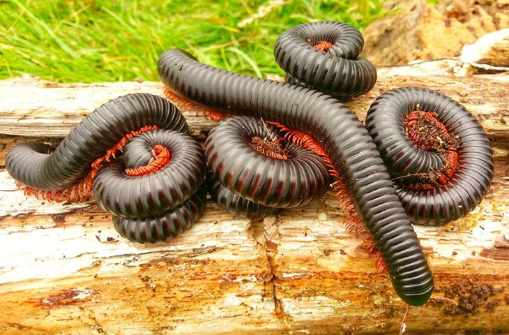 Spiropoeus fischeri Jungtiere