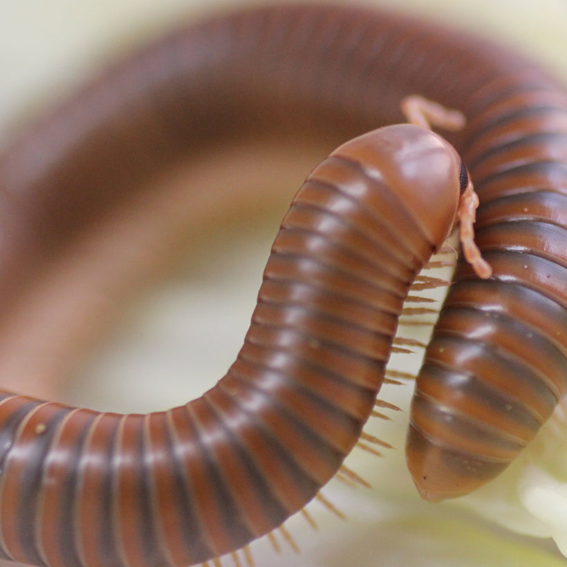 Spirostreptus spec 1 Tansania adult