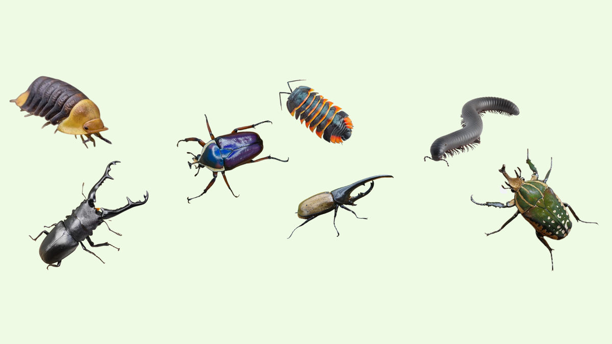 Verschillende insecten uit het assortiment van Viridi Natura