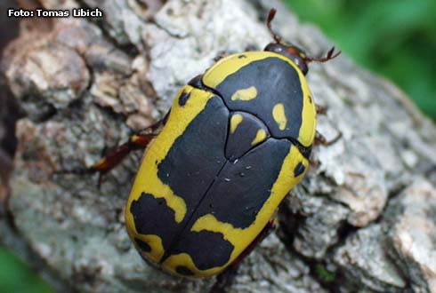 pachnoda fissipuncta 10 L3-Larven