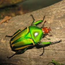 Eudicella hornimanni hornimanni 10 L3-Larven