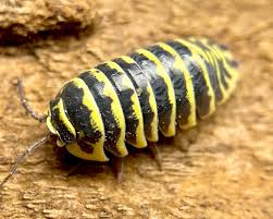 Armadillidium maculatum zebra yellow