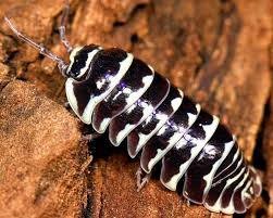 Armadillidium maculatum Zebra 10 Stück
