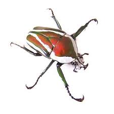 Dicronorhina derbyana derbyana 10 L3-Larven