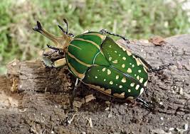 Mecynorrhina Polyphemus Confluens 2 Larvenpaare L3