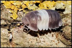 Cubaris Spec. Panda King, 10 Stück