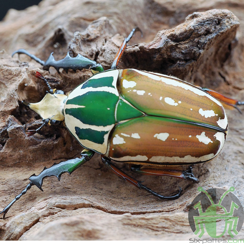 Mecynorrhina Torquata Ugandensis 10 Larven L2