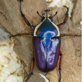 Dicronorhina derbyana blue 10 L2 larven