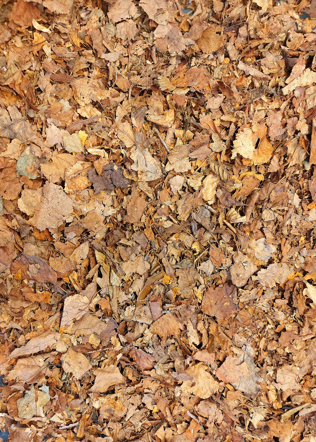 Keverlarven substraat