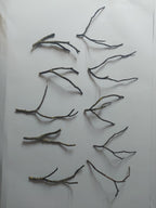 Kleine decoratie takjes