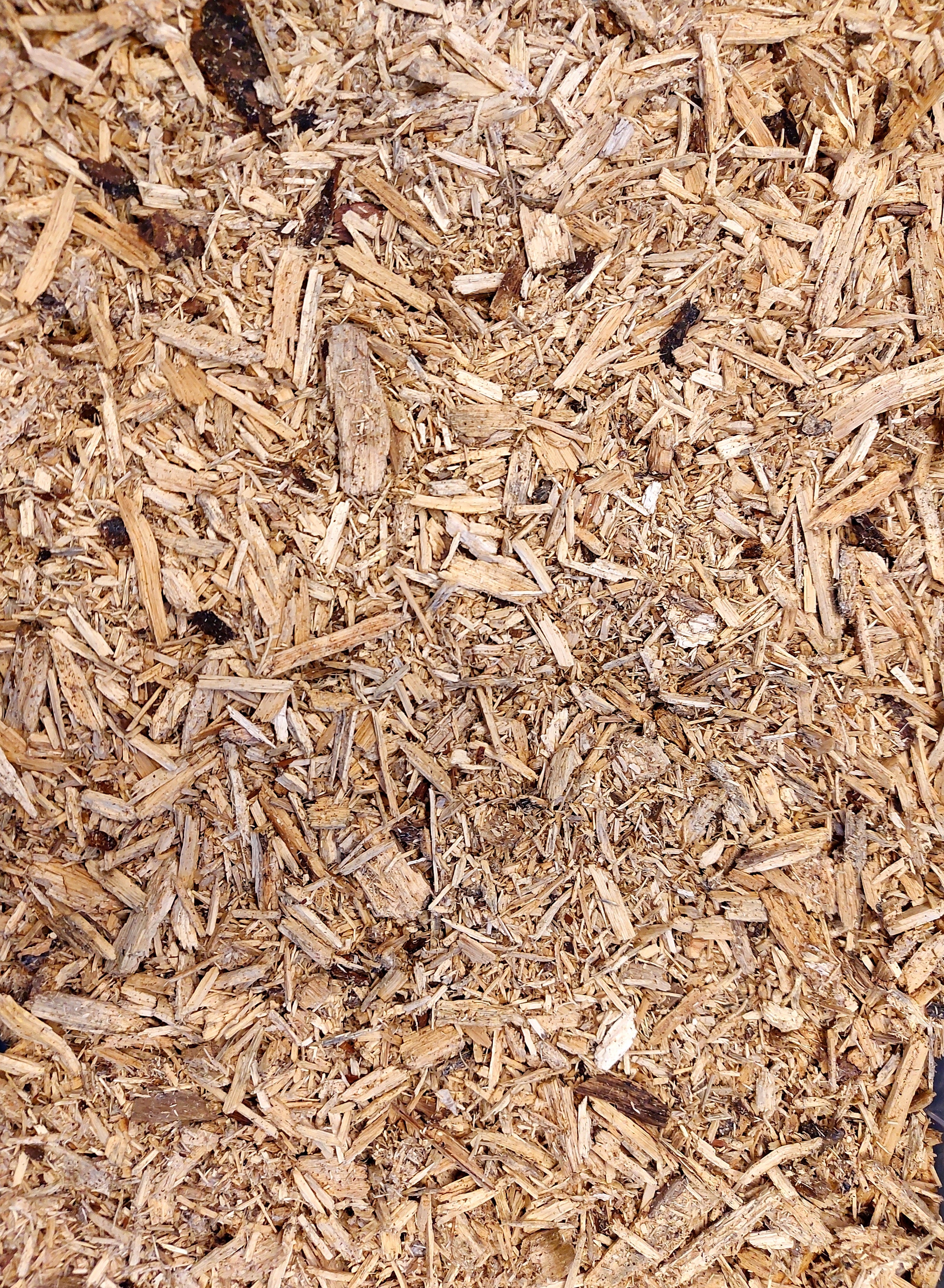 Shiitake witrot houtsnippers zakken van 2 Liter