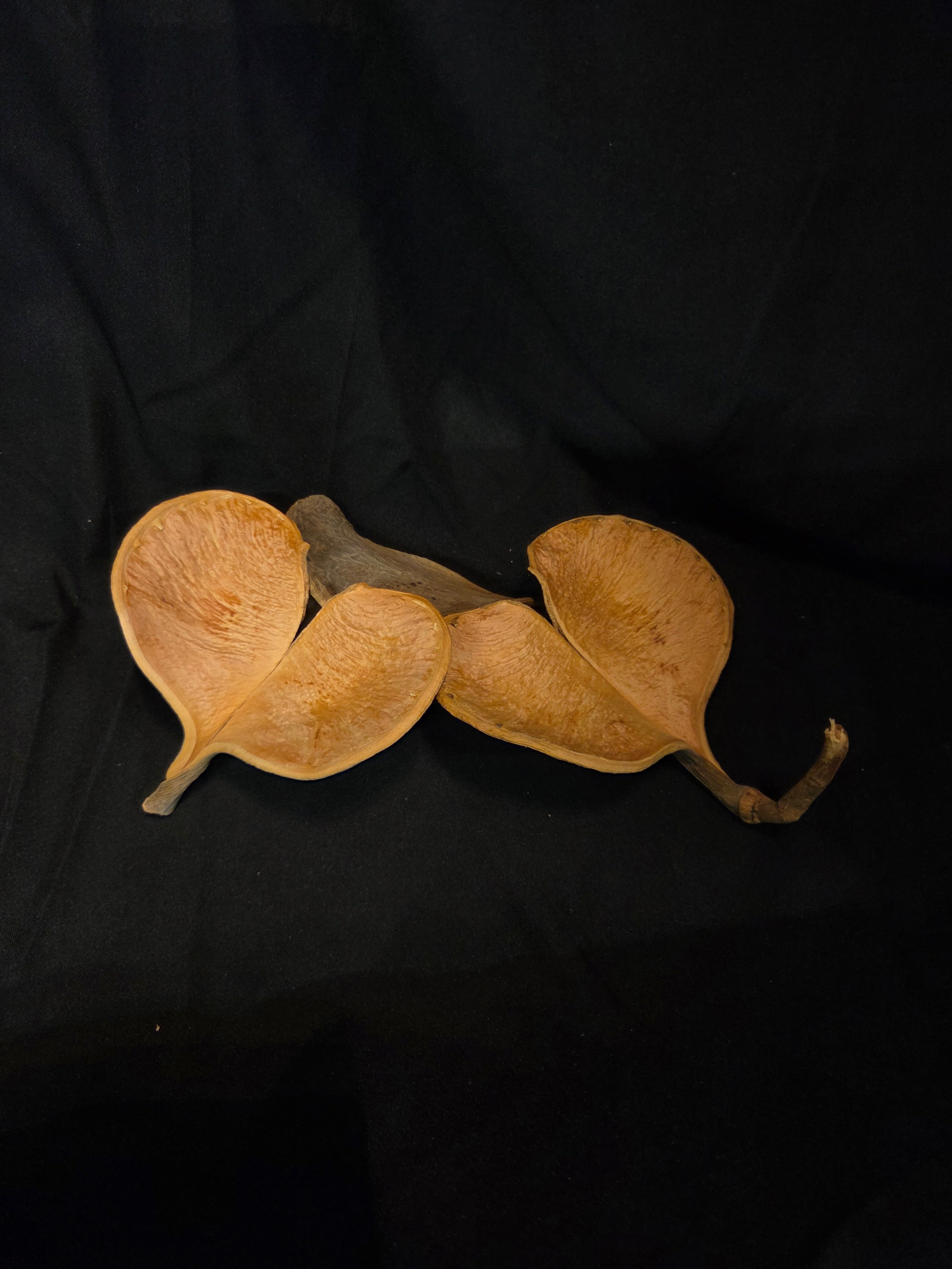 Elephant ear decoratie noot