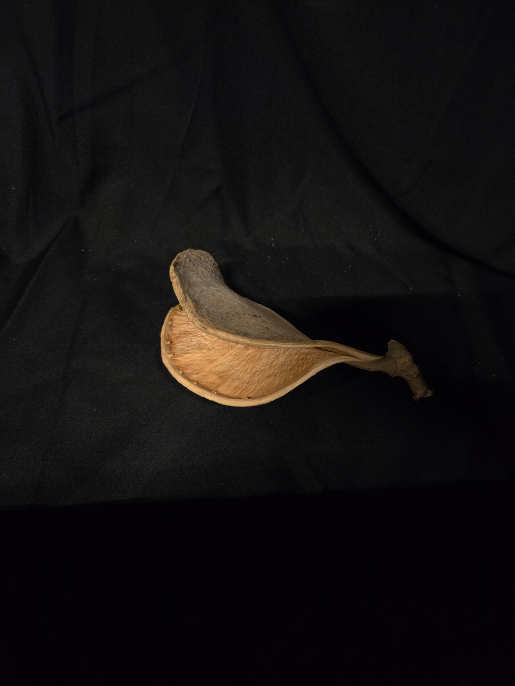 Elefantenohr-Dekorationsnuss