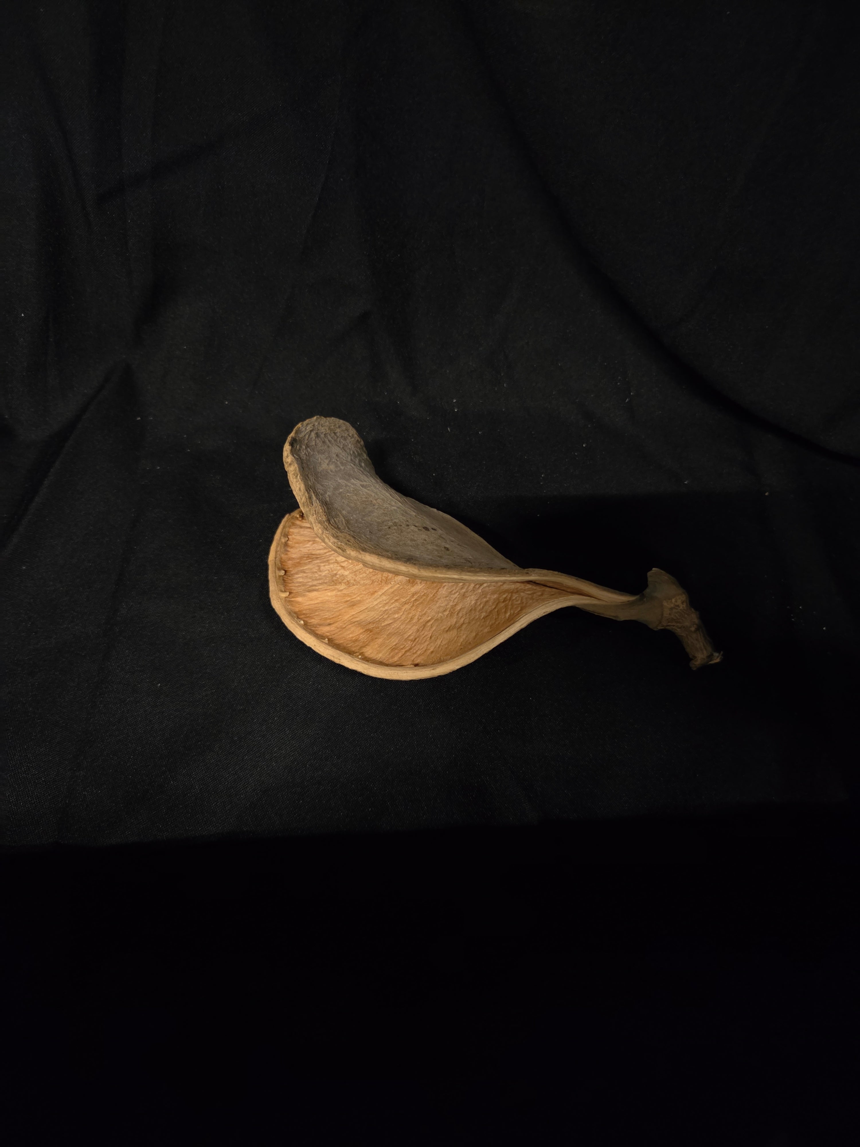 Elephant ear decoratie noot