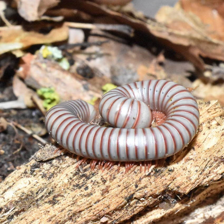 Spirobolus caudulanus 3 fast ausgewachsen